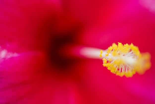 Close-up shot of a smartphone with a macro lens attachment, capturing the intricate details of a flower.